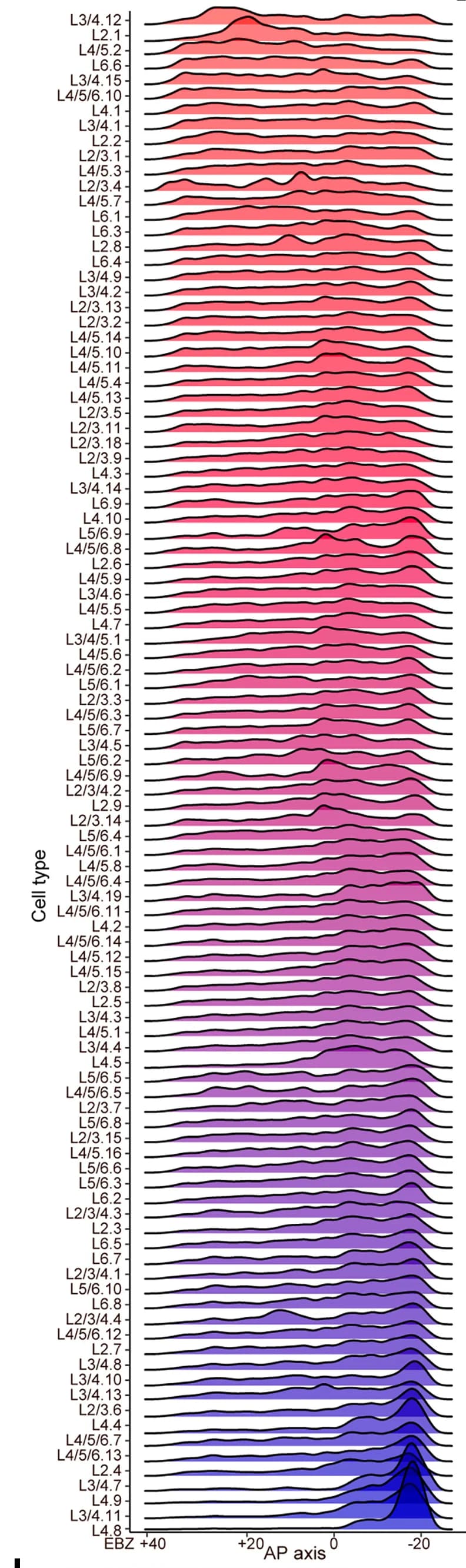 Open access visualization of Density Plot, Ridge Plot, Spatial Distribution, Glutamatergic Cell Type, A-P Axis