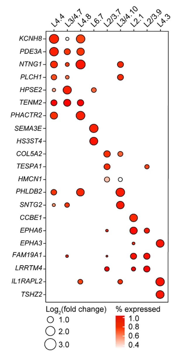 Open access visualization of Bubble Plot, Dot Plot, Expression Pattern, Marker Genes, Region-Specific Cell Type