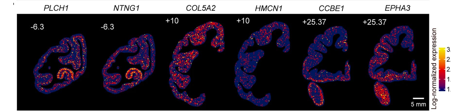 Open access visualization of Heatmap, Spatial Expression Pattern, Marker Genes, Region-Specific Cell Type
