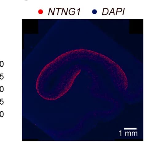 Open access visualization of Microscopy, RNAscope Assay, NTNG1, Visual Cortex