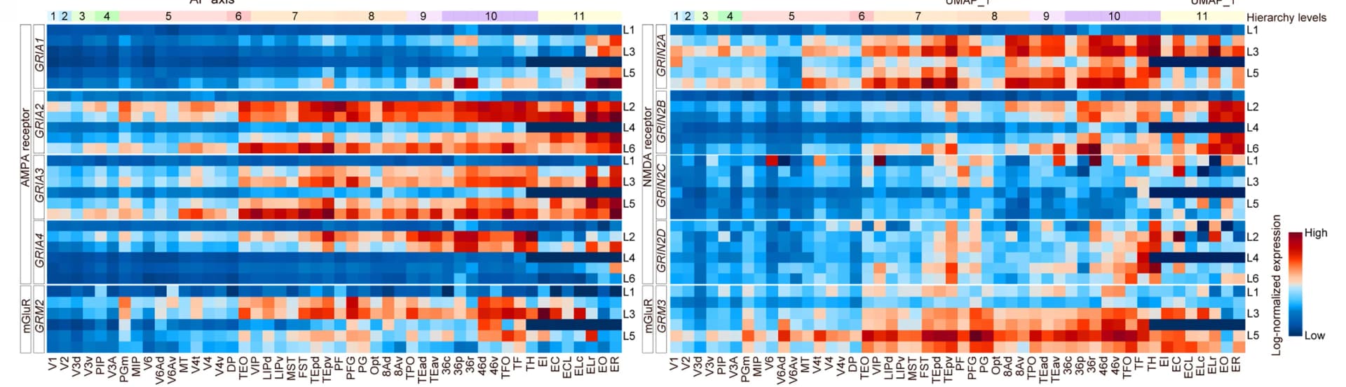 Open access visualization of Heatmap, Clustered, Expression Level, AMPA, NMDA