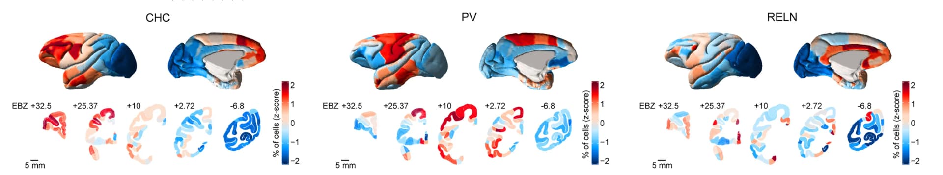 Open access visualization of Heatmap, GABAergic Subclasses, Spatial Distribution, 3D Rendering, 2D Plot