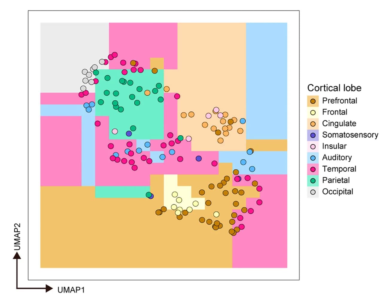 Open access visualization of Scatter Plot, UMAP, SST Cell-Type, UMAP Clustering