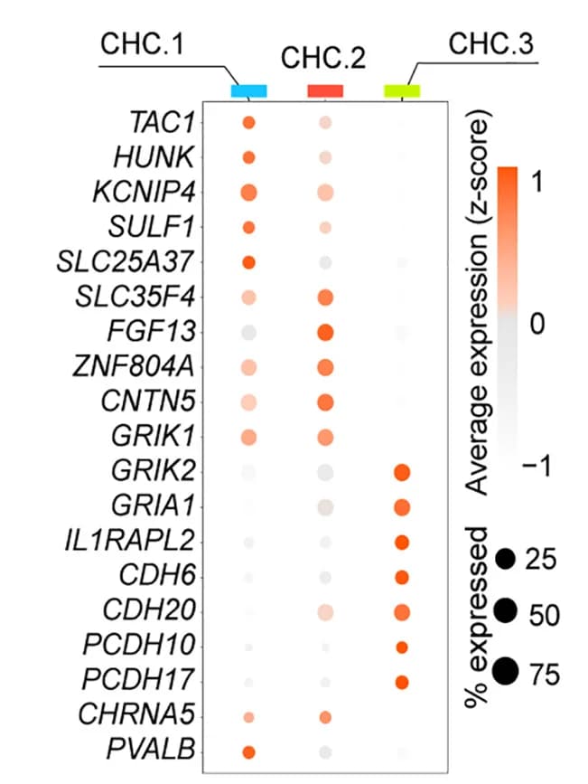 Open access visualization of Bubble Plot, CHC Types, Marker Genes, Expression Patterns, Dot Plot