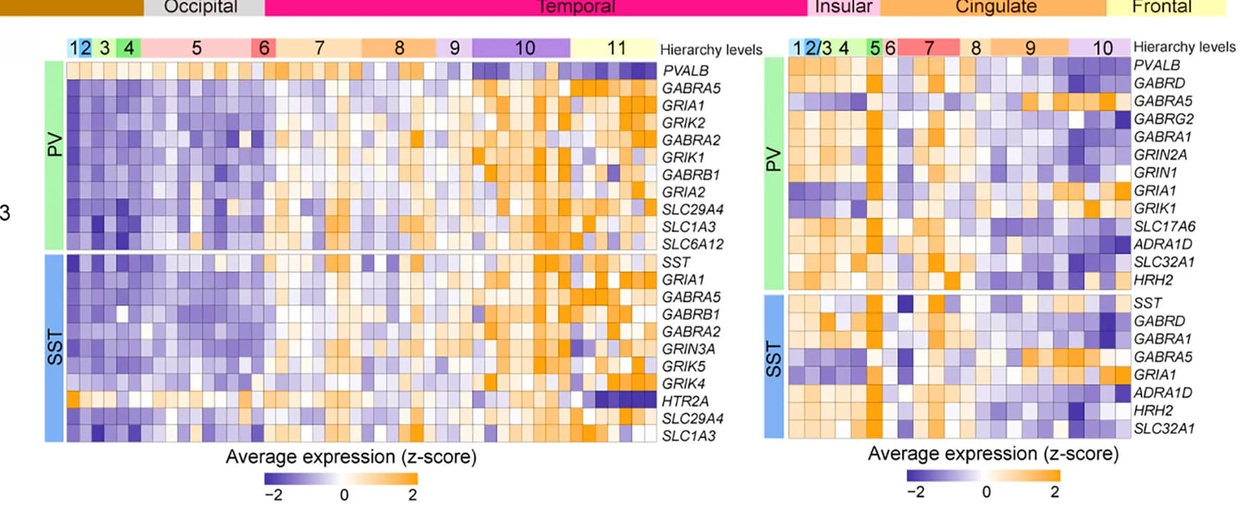 Open access visualization of Heatmap, Neurotransmitter Receptors, Neuromodulator Receptors, PV Neurons, SST Neurons