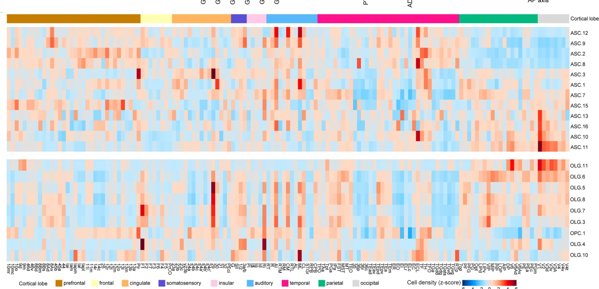 Open access visualization of Heatmap, ASC Cell Types, OLG Cell Types, Cortical Regions