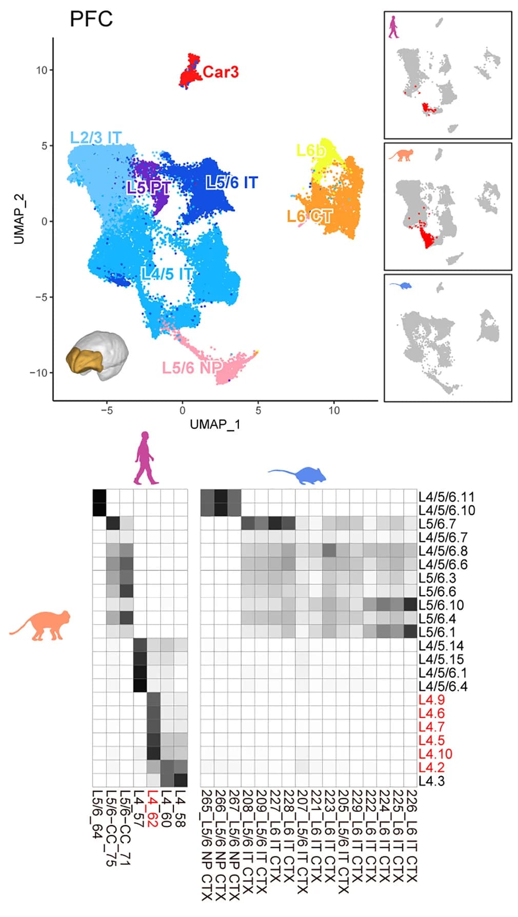 Open access visualization of UMAP, Heatmap, snRNA-seq, scRNA-seq, PFC