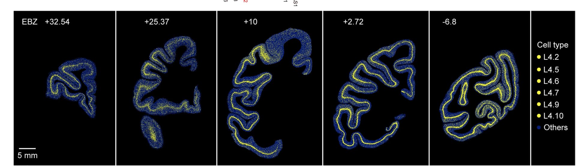 Open access visualization of Microscopy, Spatial Distribution, Primate-Specific, Glutamatergic Cell Types, Coronal Sections