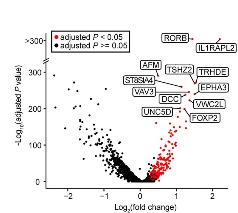 Open access visualization of Volcano Plot, DEGs, Primate-Specific, Cell Types