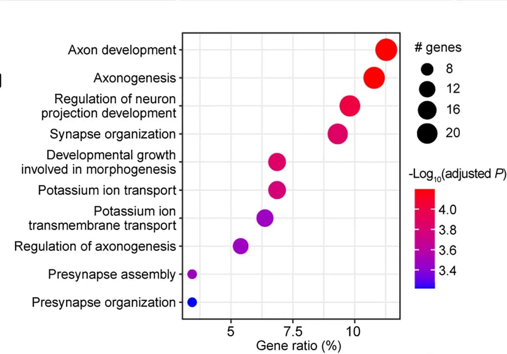 Open access visualization of Bubble Plot, GO Terms, Genes, Primate-Specific, Cell Types