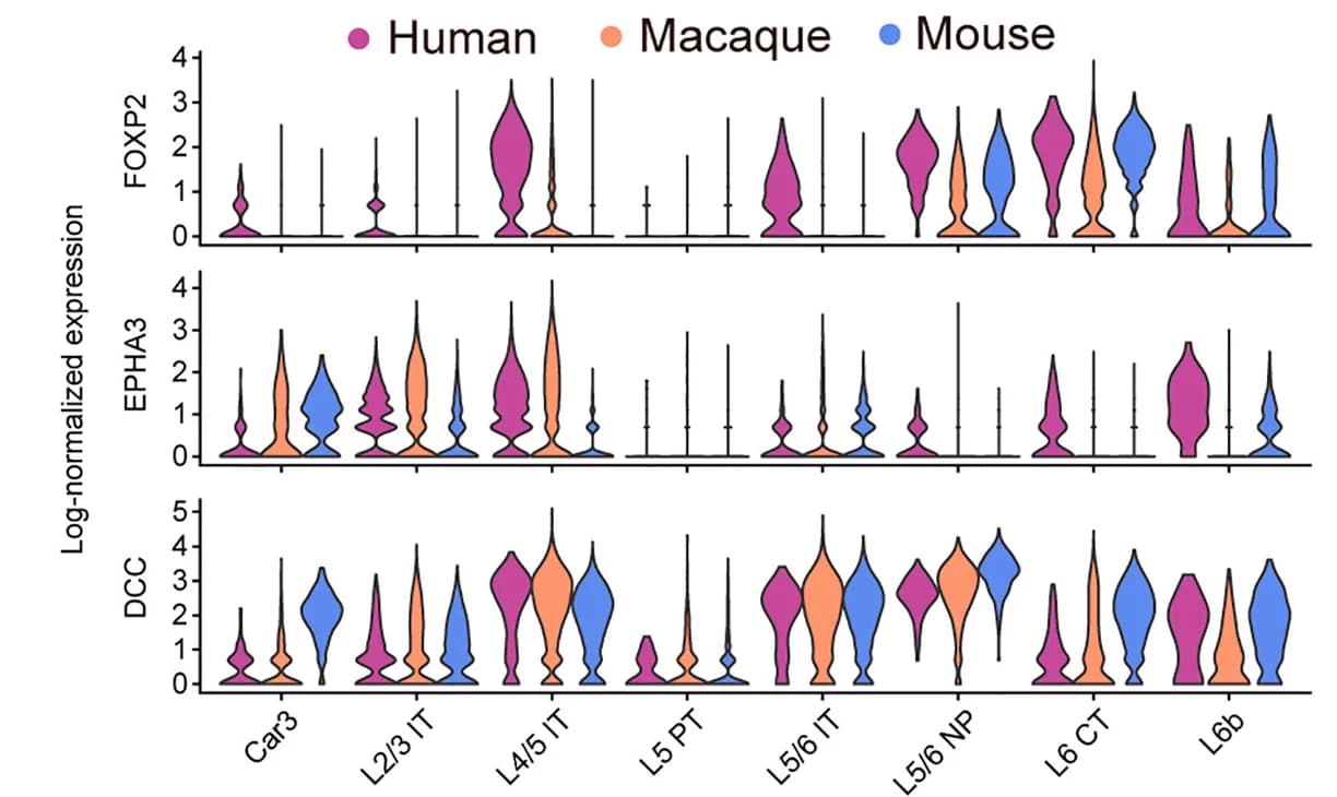 Open access visualization of Violin Plot, Expression Levels, Genes, Species