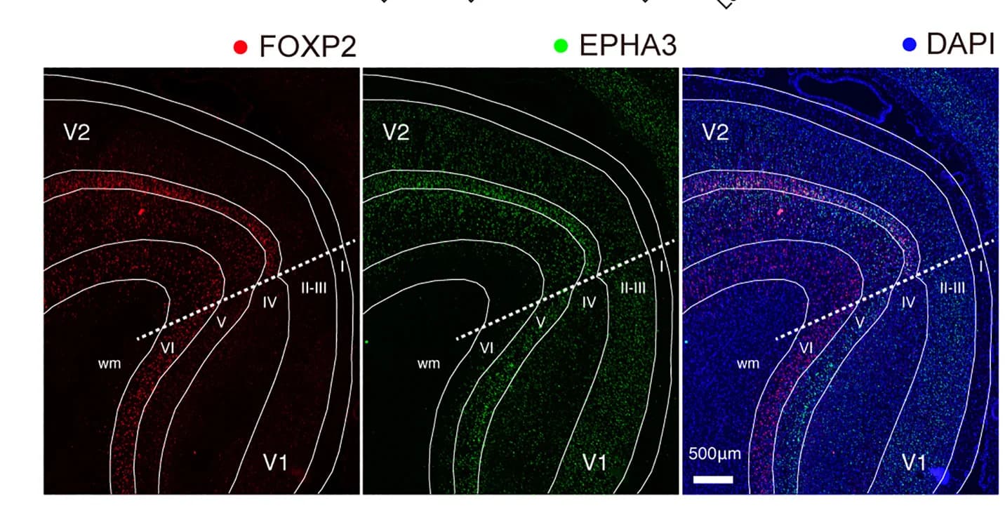 Open access visualization of Microscopy, RNAscope Assay, Layer Distribution, FOXP2, EPHA3