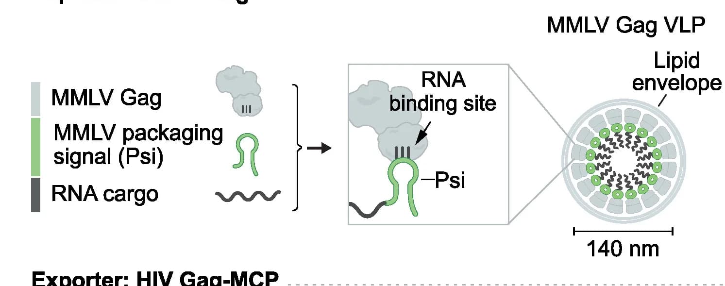Open access visualization of Illustration, Workflow, Viral RNA Exporters, Capsid, RNA-Binding Domain