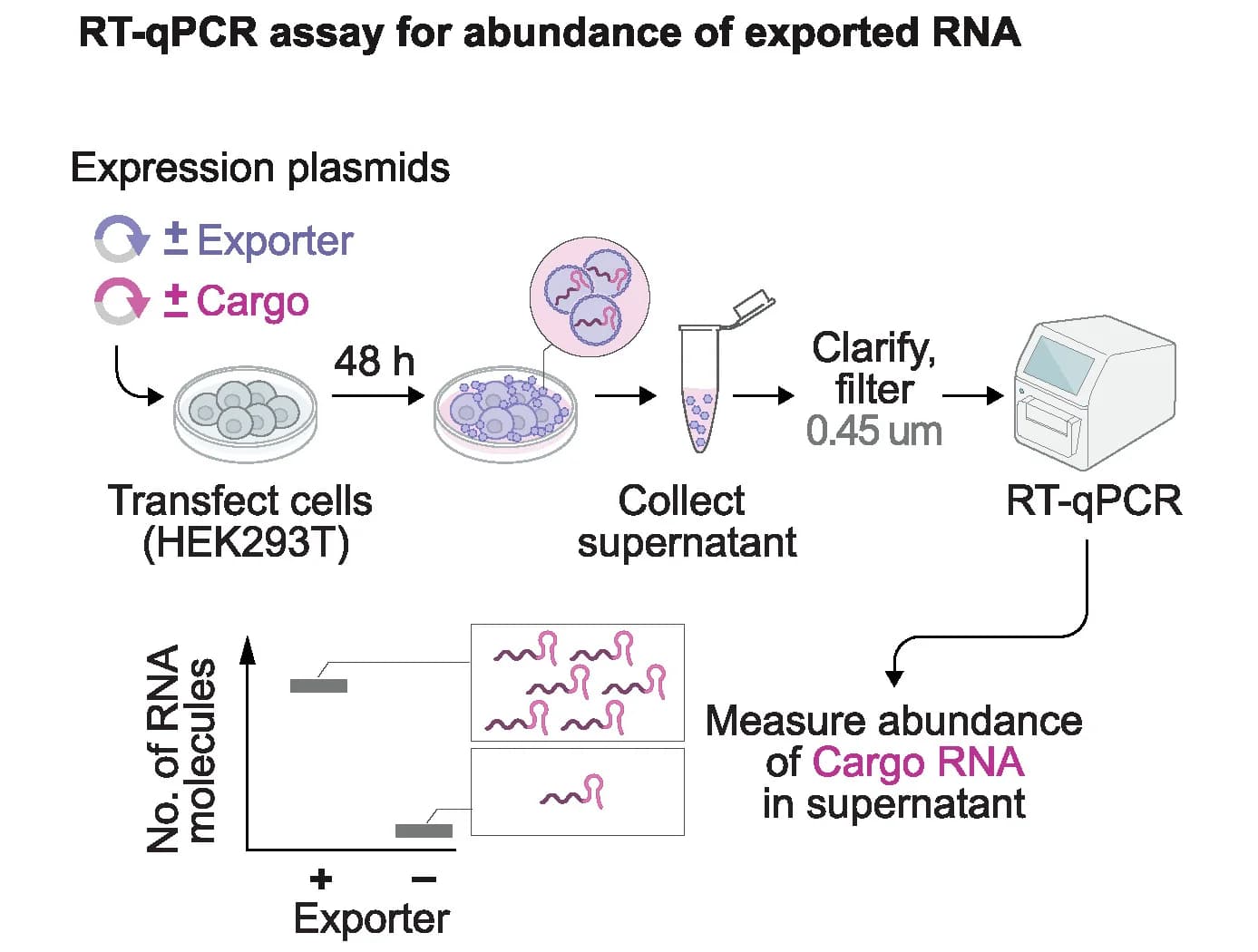 Open access visualization of Workflow, Illustration, Exported RNA, Assay, Schematic