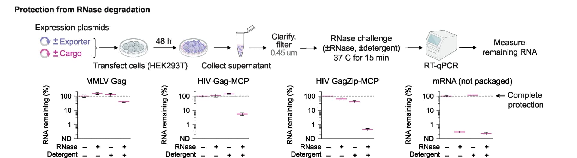 Open access visualization of Line Plot, Error Bars, Workflow, RNase Protection Assay, RNA Degradation