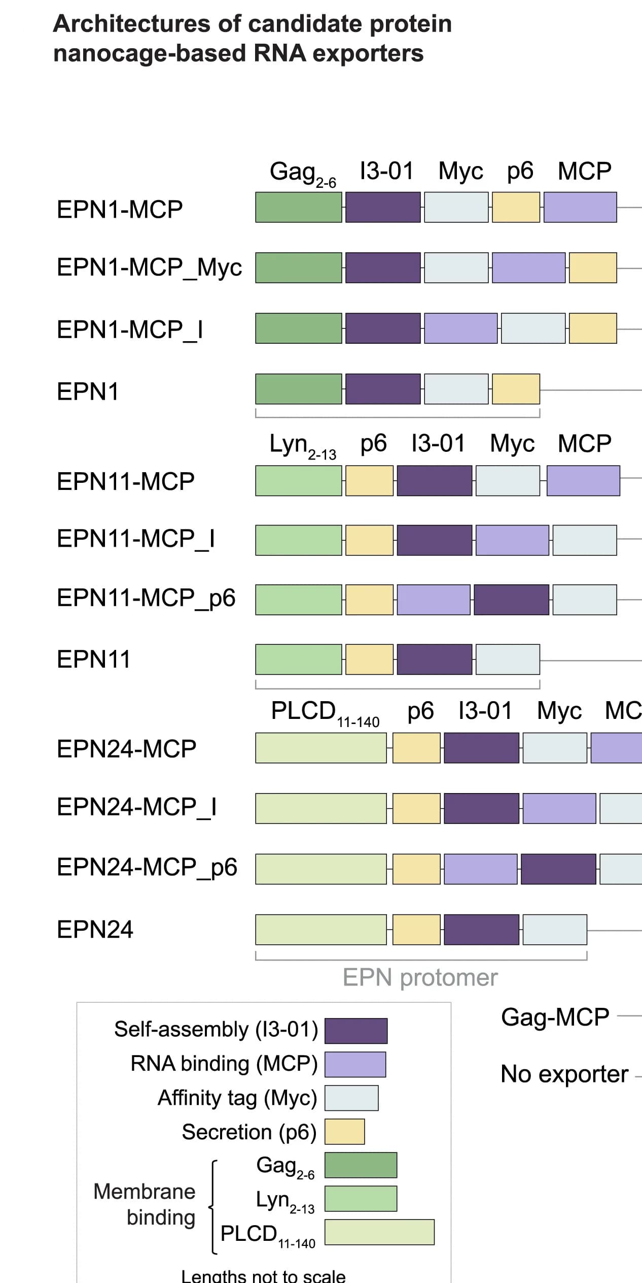 Open access visualization of Illustration, Nanocage, RNA Exporter, Architecture