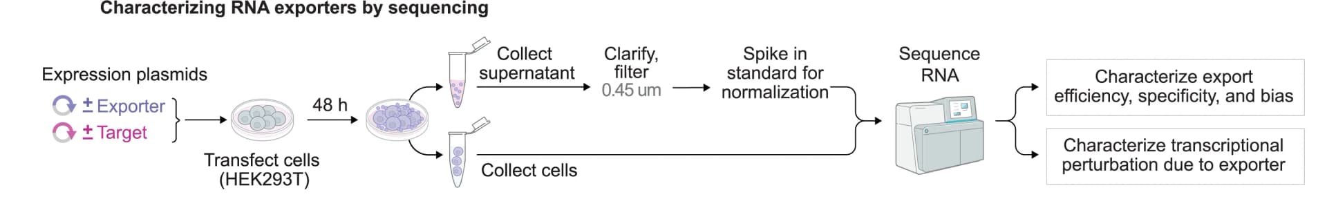 Open access visualization of Workflow, Flowchart, Illustration, RNA export, Sequencing