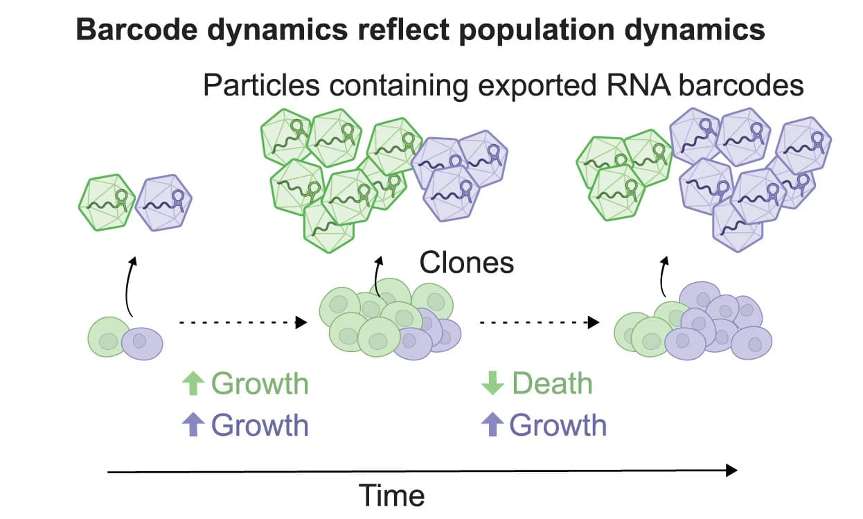 Open access visualization of Workflow, Illustration, Cell Population Dynamics, Clonal Barcode RNA, Longitudinal Sampling