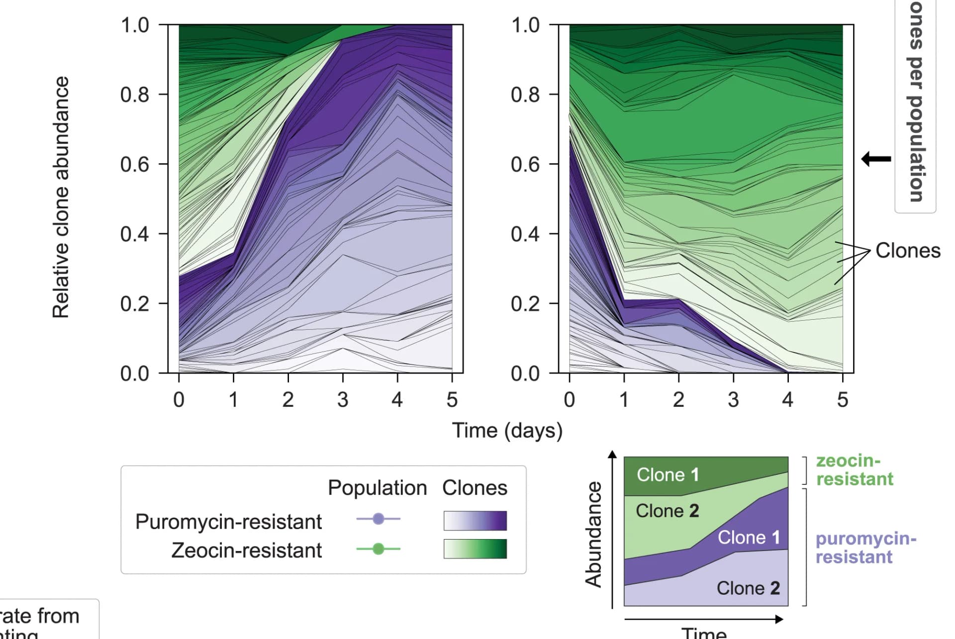Open access visualization of Line Plot, Population Dynamics, Individual Clones, Clone Barcodes, Relative Abundances