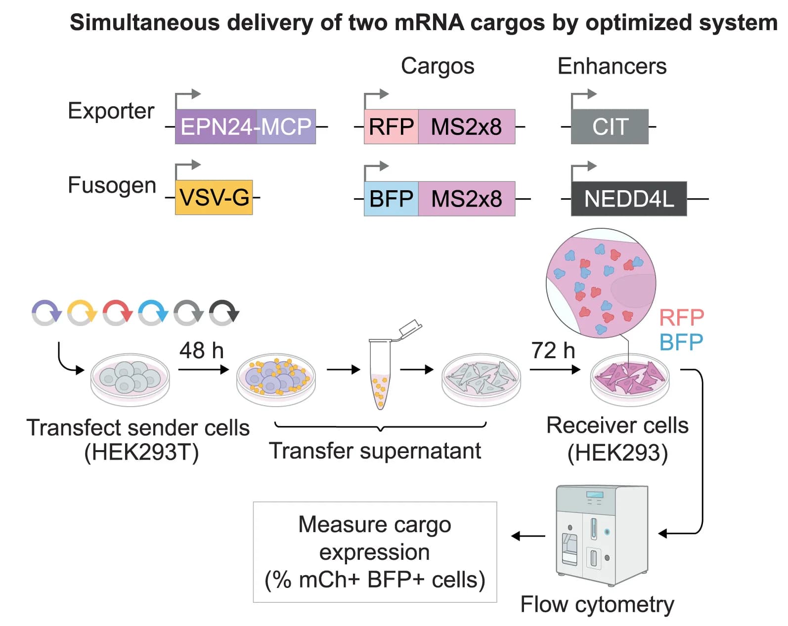 Open access visualization of Workflow, Flowchart, Illustration, Assay, Dual Cargo Delivery