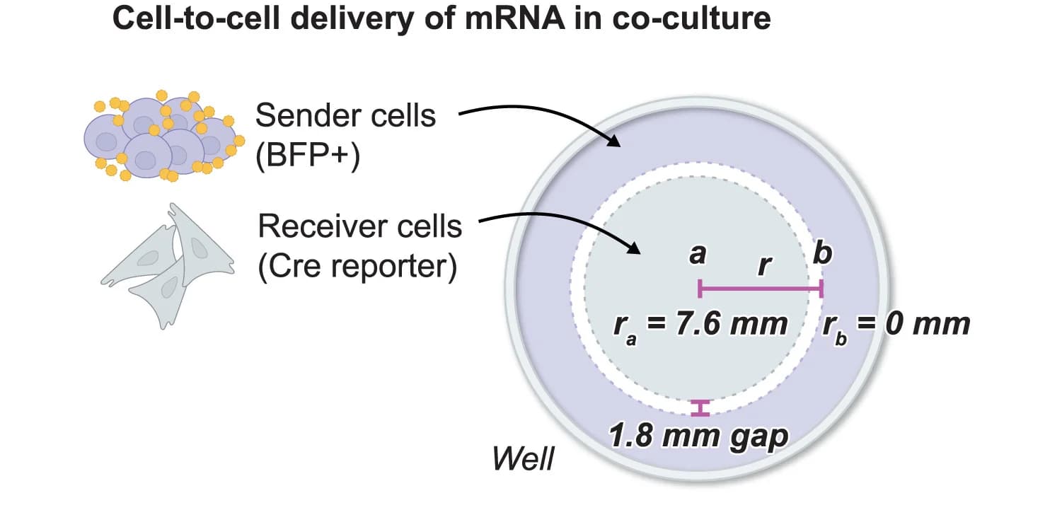 Open access visualization of Illustration, Cell-to-cell RNA delivery, Sender cells, Cre mRNA, Receiver cells
