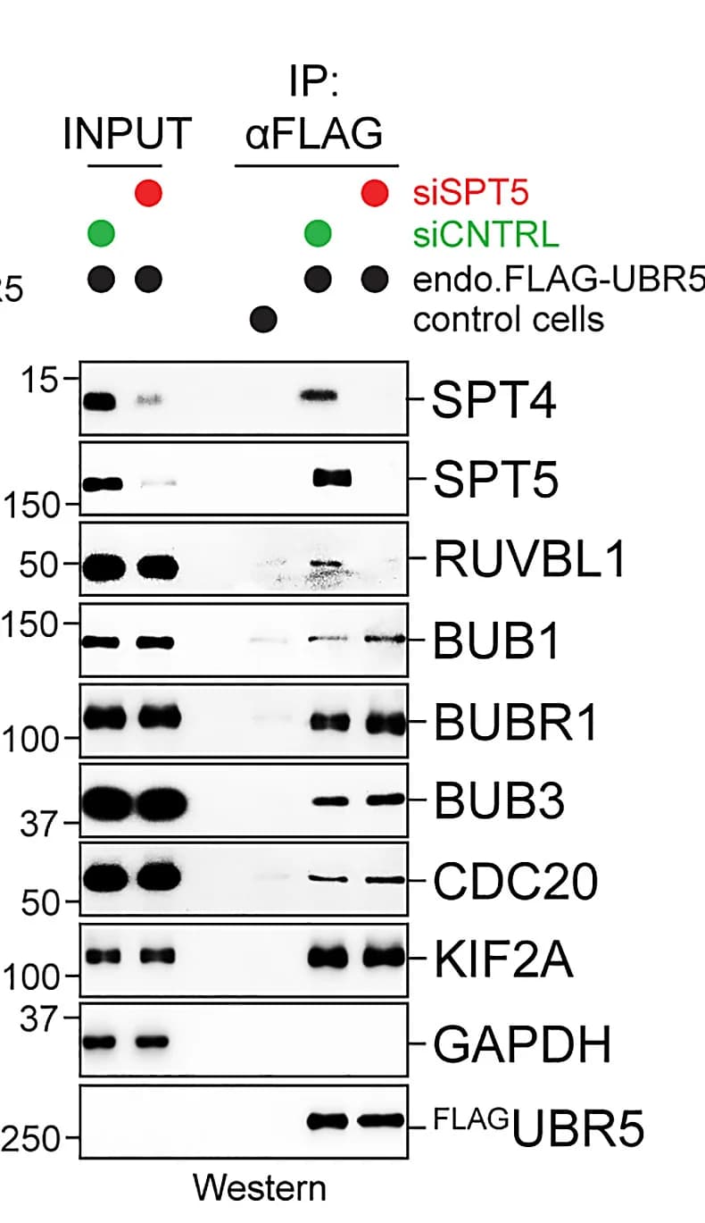 Open access visualization of Gel, SPT5 Depletion, UBR5 Binding, SPT4, HeLa Cells