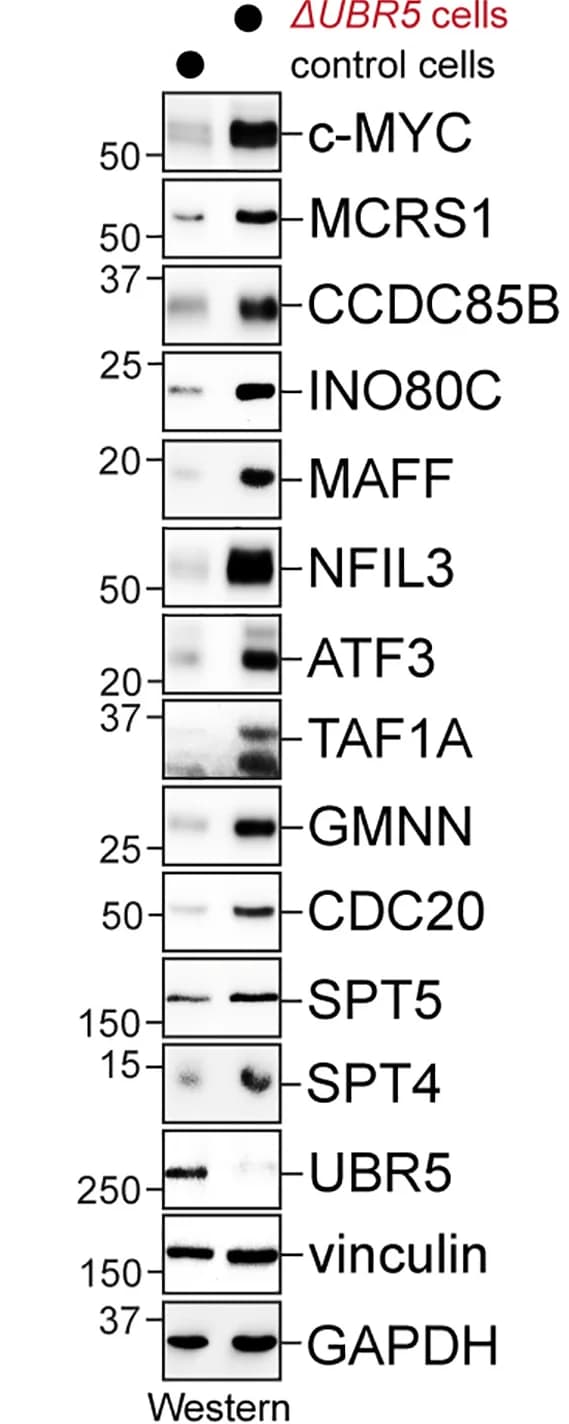 Open access visualization of Gel, UBR5, HeLa Cells, Western Blot, Endogenous Targets