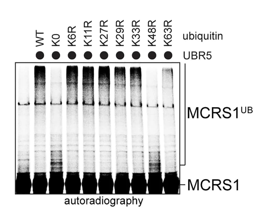 Open access visualization of Gel, MCRS1, UBR5, E1, UBE2D3