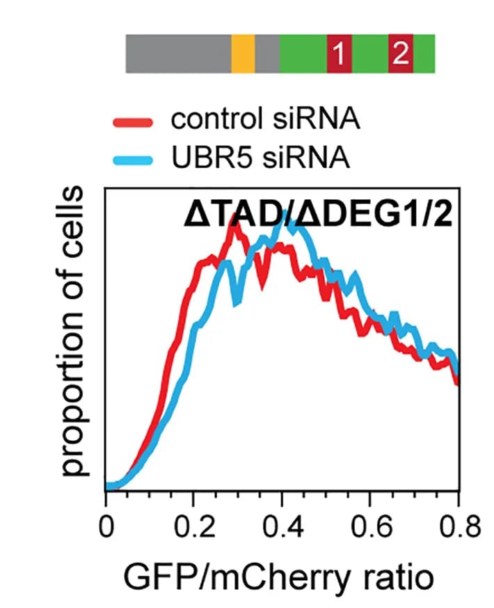 Open access visualization of Line Plot, Density Plot, Basic Helix-Loop-Helix, Leucine Zipper Motifs, c-Myc