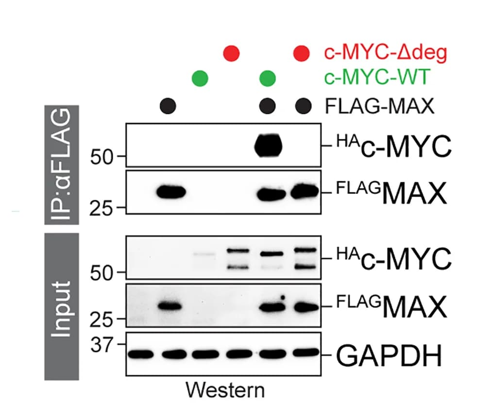 Open access visualization of Gel, Degron Motifs, HAc-Myc, FLAGMAX, Immunoprecipitation