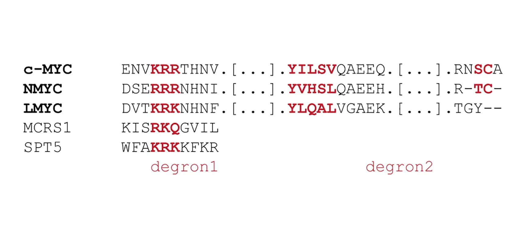 Open access visualization of Table Image, Degron Motifs, c-Myc, N-Myc, L-Myc