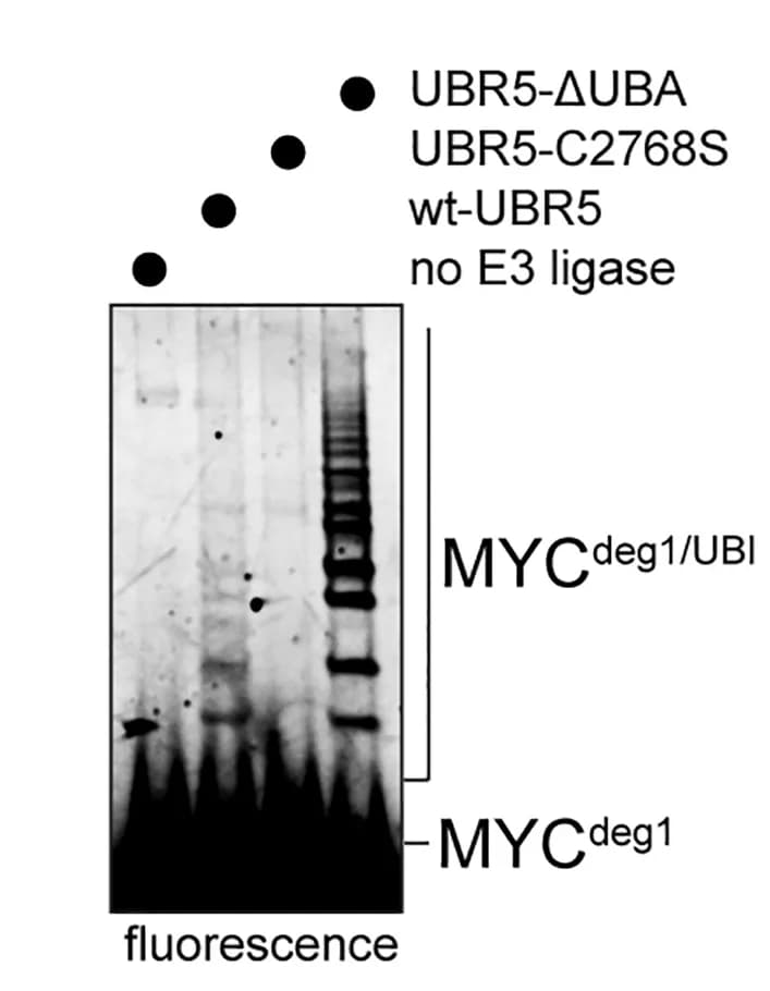 Open access visualization of Gel, UBR5, UBR5C2768S, UBR5ΔUBA, c-Myc degron 1