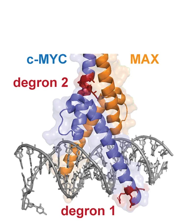Open access visualization of Protein Structure, Chemical Structure, c-Myc/MAX Complex, Structural Model, Degrons