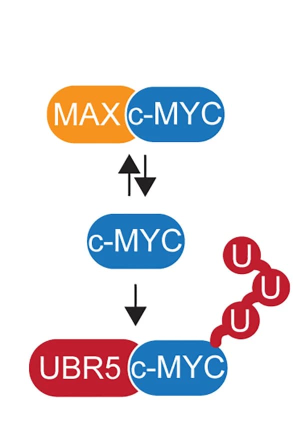 Open access visualization of Workflow, Flowchart, Illustration, Orphan c-Myc, UBR5