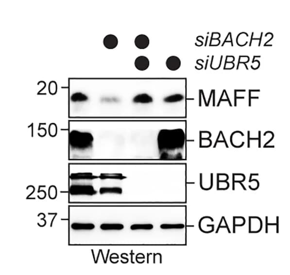 Open access visualization of Gel, Degradation, Western Blot, Cell Depletion