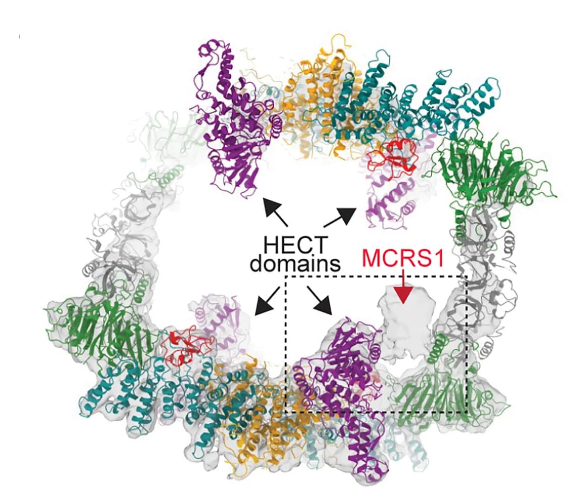 Open access visualization of Protein Structure, Cryo-EM Structure