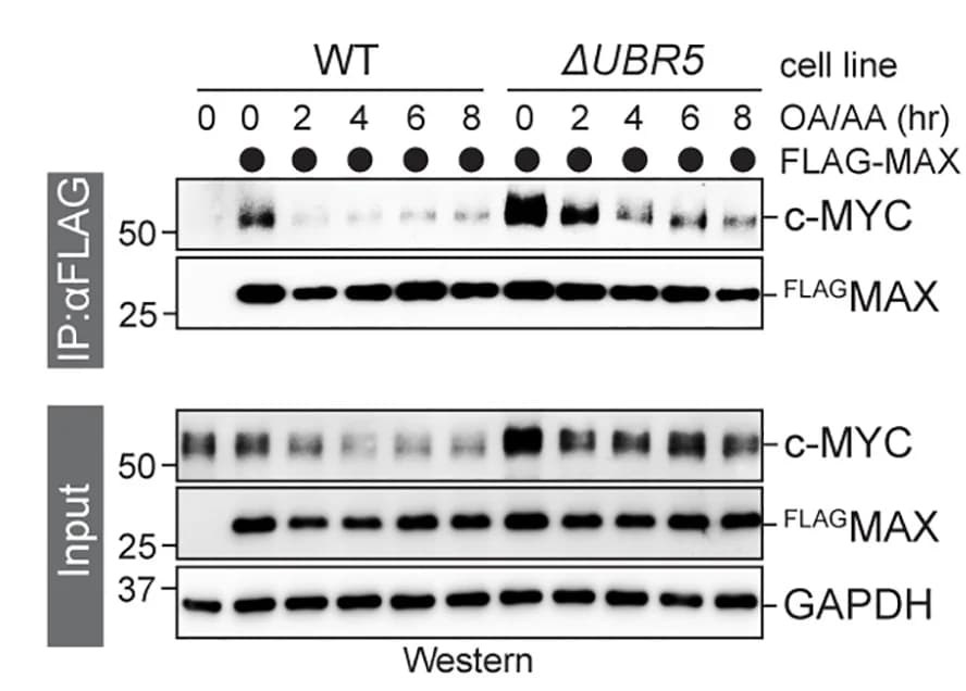 Open access visualization of Gel, FLAGMAX, Wild-Type Cells, UBR5 Cells, Oligomycin