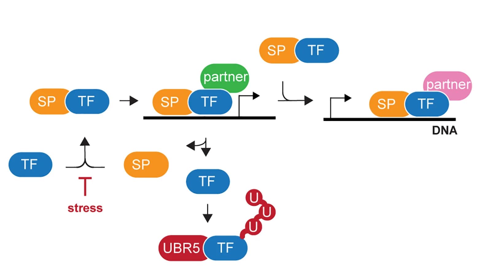 Open access visualization of Workflow, Flowchart, Orphan Quality Control, Network Dynamics, Gene Expression