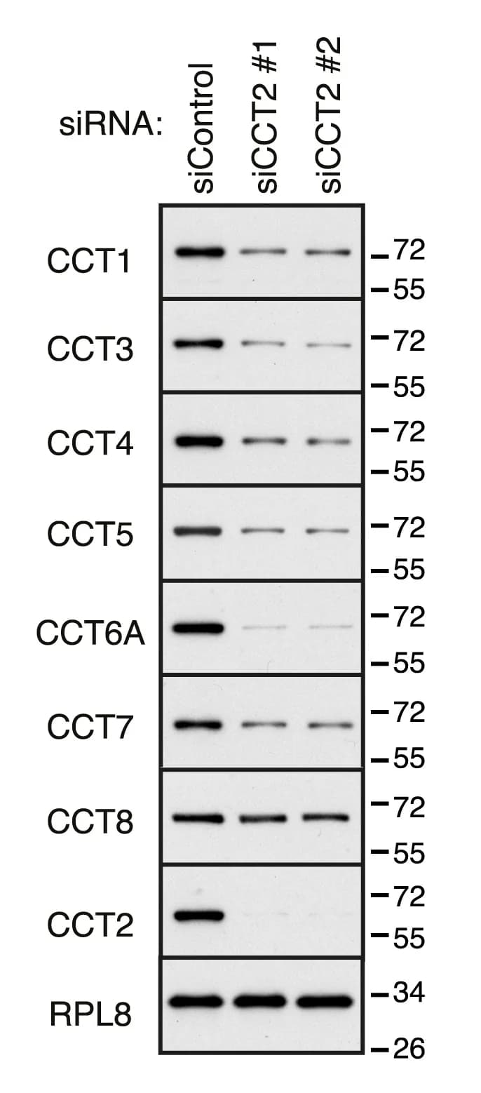 Open access visualization of Gel, Cells, siRNAs, CCT2, Cell Lysates