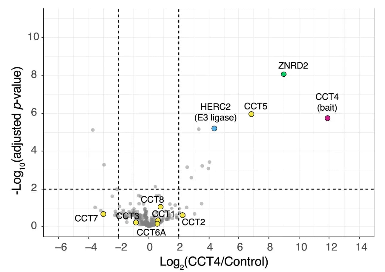 Open access visualization of Volcano Plot, Scatter Plot, CCT4-TST, Affinity-Purified, Mass Spectrometry