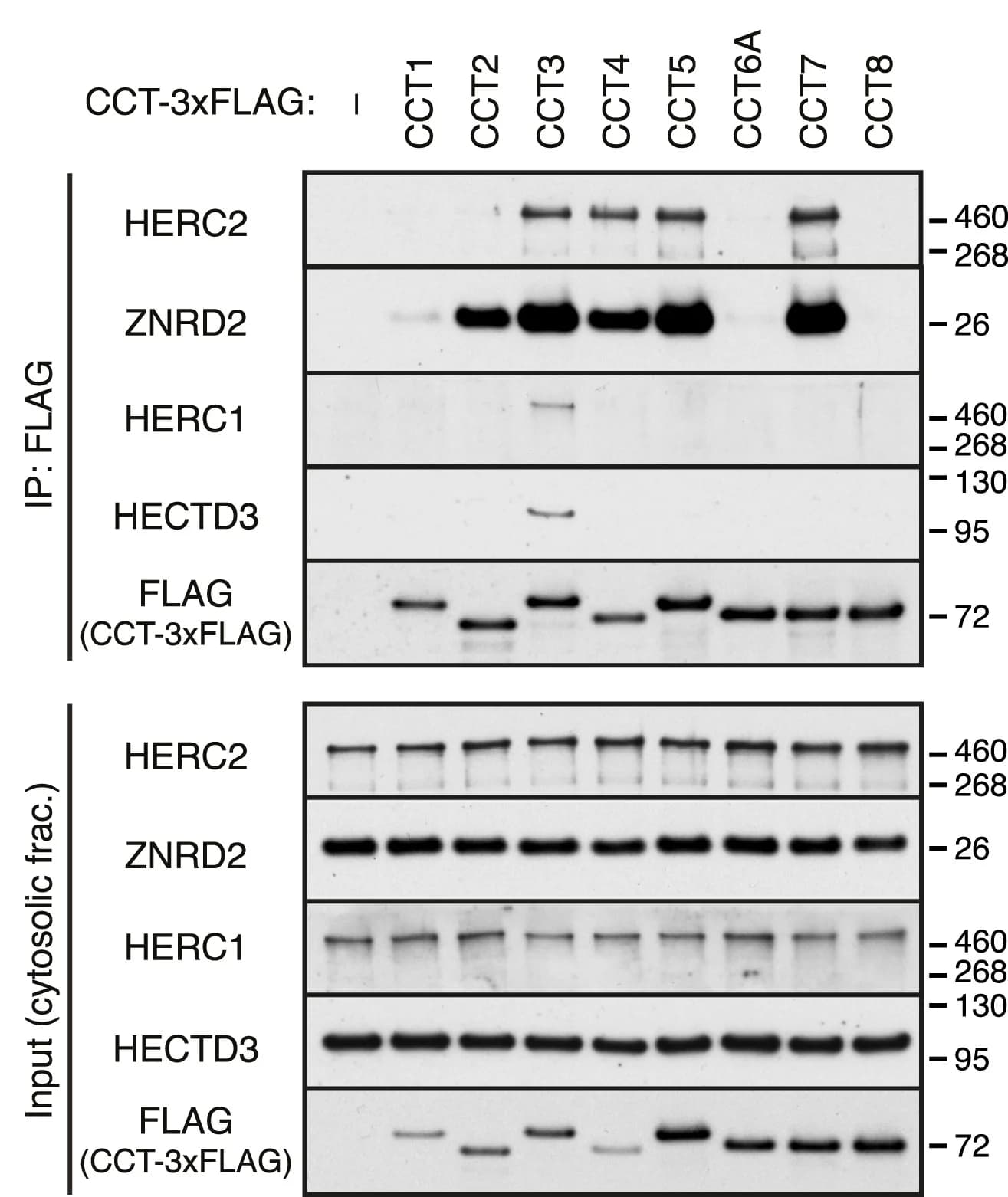 Open access visualization of Gel, Cells, 3xFLAG-Tagged CCT Subunits, Immunoprecipitation, Immunoblotting