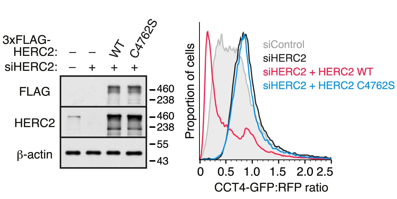 Open access visualization of Line Plot, Gel, siRNAs, CCT4 reporter, 3xFLAG-HERC2