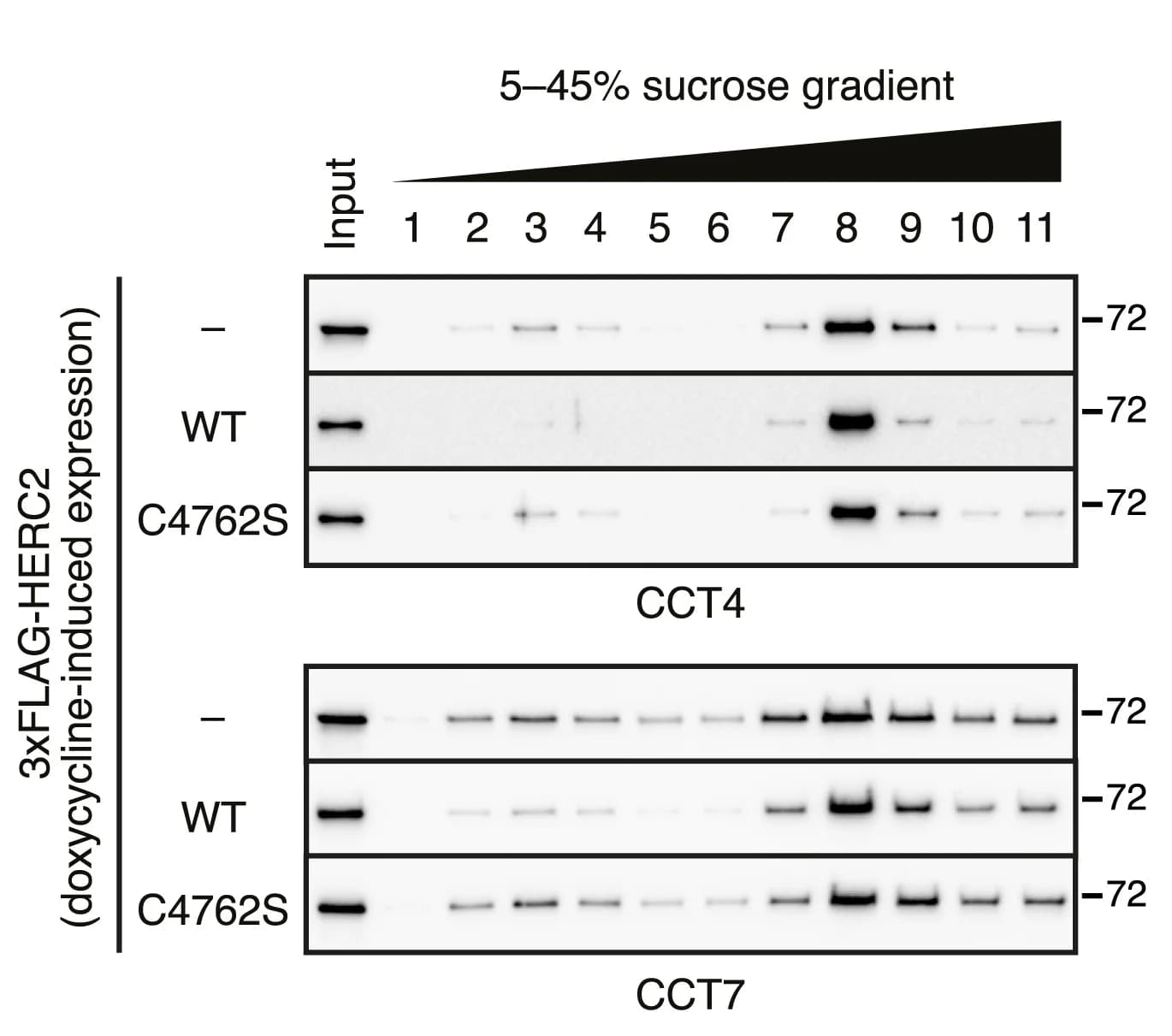 Open access visualization of Gel, Flp-In T-REx 293 cells, 3xFLAG-HERC2 construct, Wild Type, Mutant