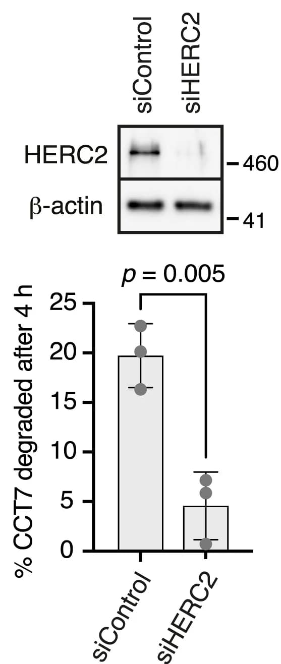 Open access visualization of Bar Plot, Error Bars, Gel, MCF7 cells, siRNAs