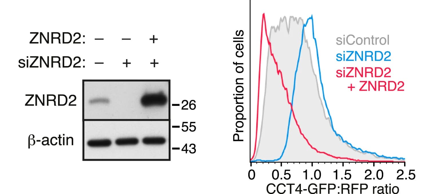 Open access visualization of Line Plot, Gel, siRNAs, ZNRD2, CCT4 reporter