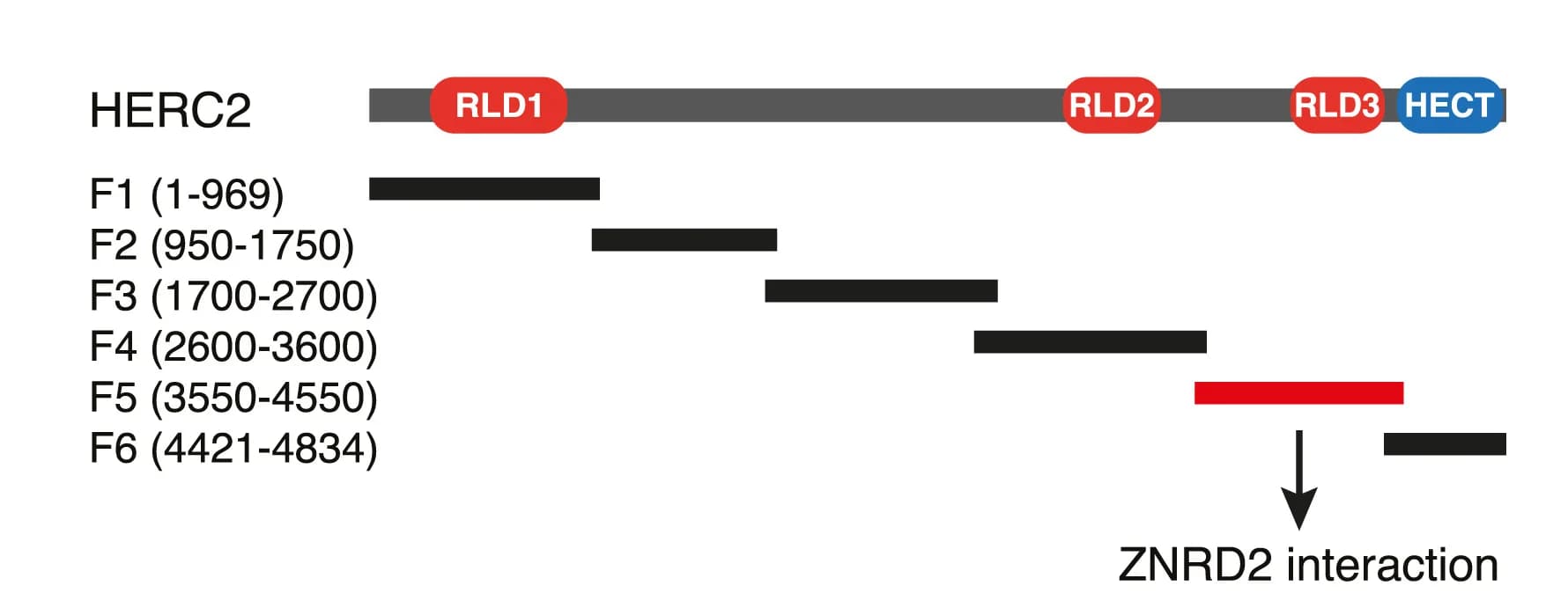Open access visualization of Workflow, Illustration, HERC2, domain structure, RCC1-like domains