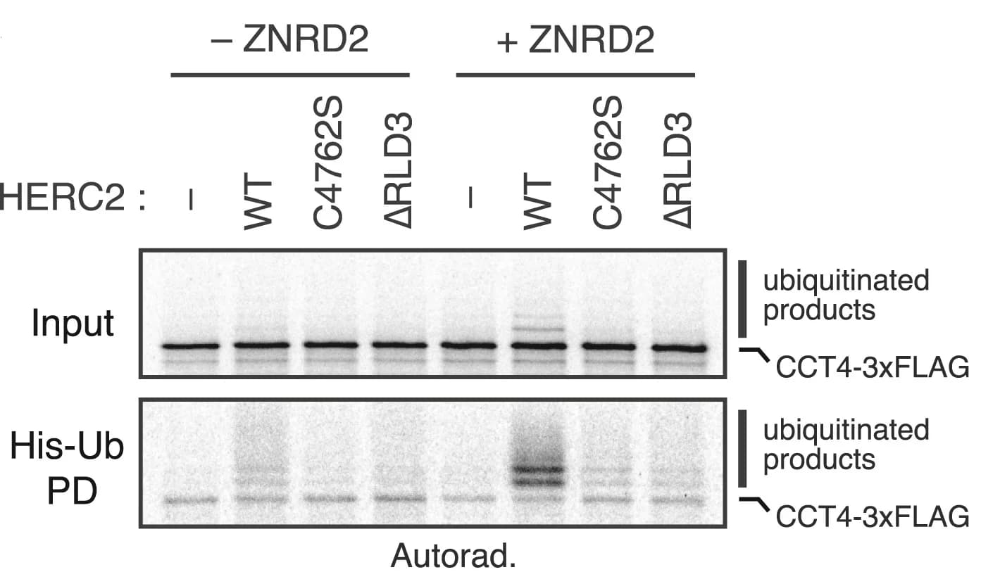 Open access visualization of Gel, 35S-methionine-labeled CCT4-3xFLAG, PURE system, E1 enzyme, E2 enzyme