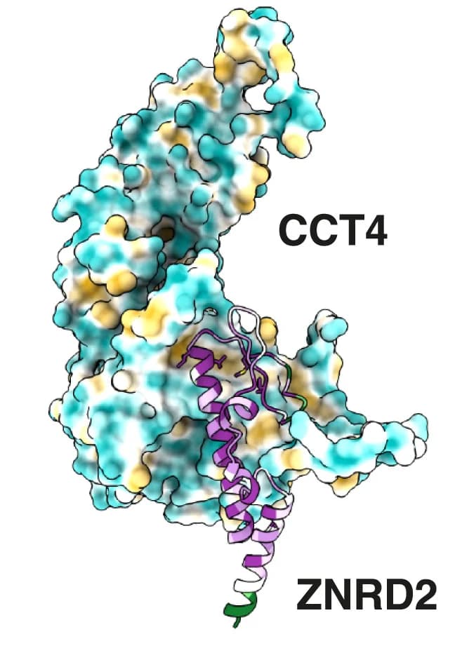 Open access visualization of Protein Structure, Interface, CCT4, ZNRD2, Hydrophobicity