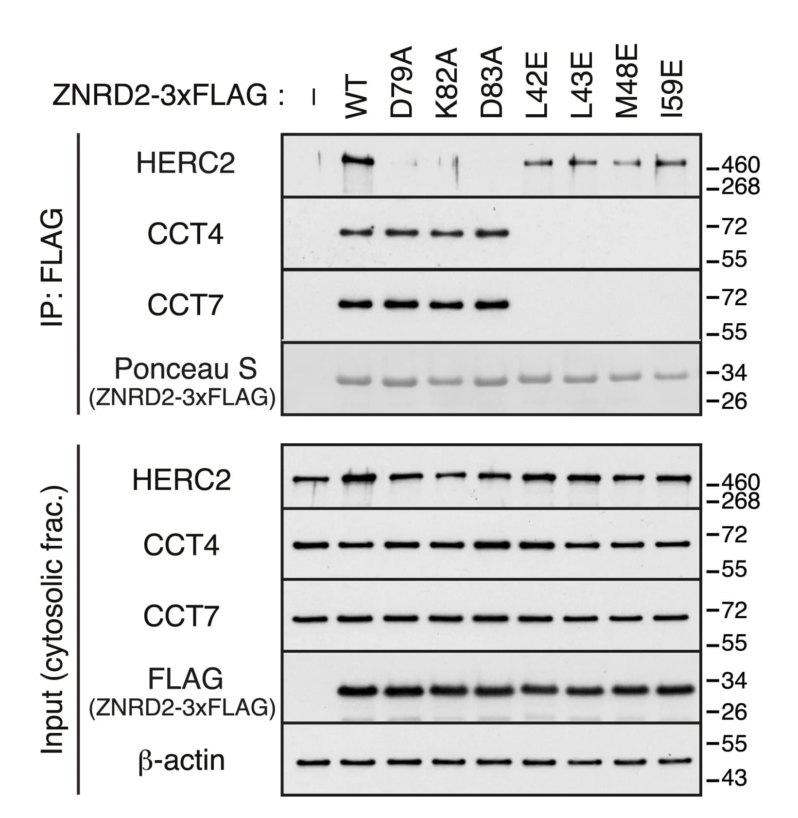 Open access visualization of Gel, ZNRD2-3xFLAG, Point Mutations, Residues, ZNRD2-KO Cells