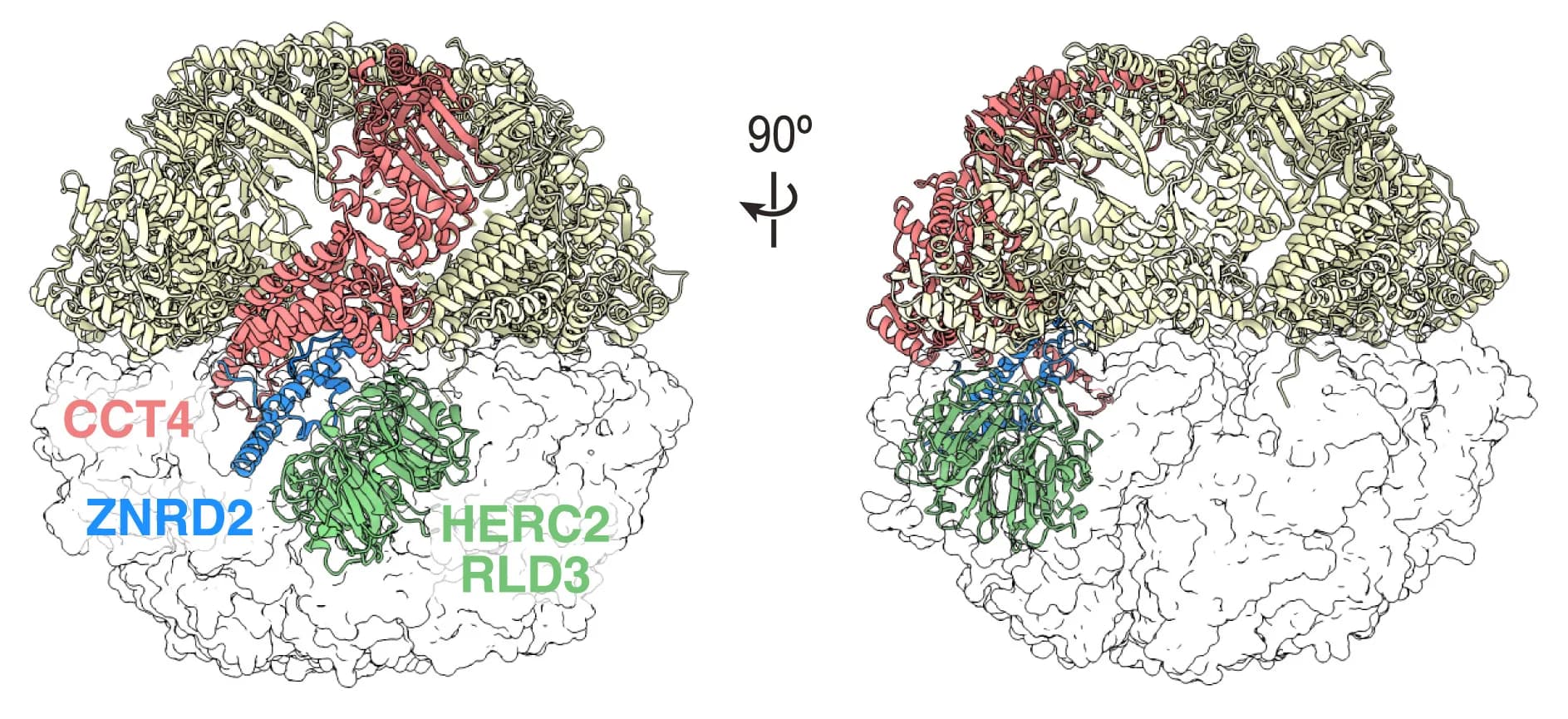 Open access visualization of Protein Structure, CCT4-ZNRD2-RLD3 Model, CCT Complex, Docking